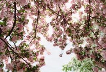 Instructions For Planting A Flowering Cherry Home Guides Sf Gate