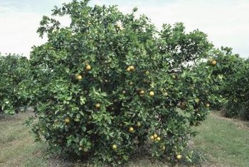 How to Take Care of a Lemon Tree in the Winter | Home ...