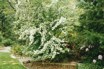 What Evergreens Compliment A Weeping Cherry Tree Home Guides