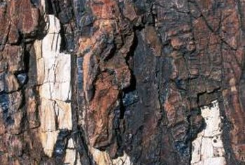 What Kinds of Trees Have Bark That Peels? | Home Guides | SF Gate