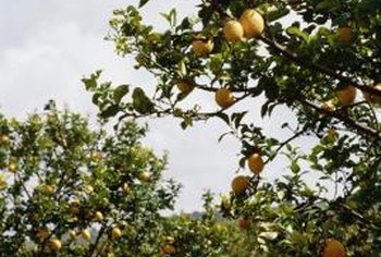 cutie orange trees