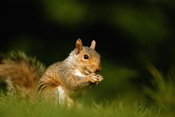 Smells That Squirrels Do Not Like | Home Guides | SF Gate