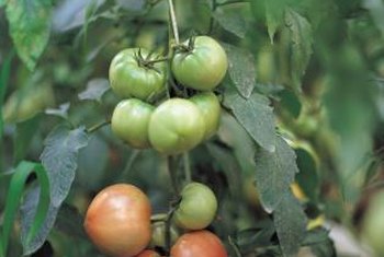 What To Do With Your Tomatoes When The Plant Freezes Home