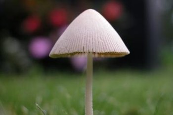 I Have Mushrooms Growing In My Flowerbed Home Guides Sf Gate