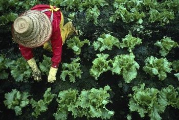 The Fertilizing Needs Of A Lettuce Garden Home Guides Sf Gate