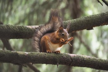 What Pepper Do You Put On Seed So Squirrels Will Not Eat It Home Keep Bird Feeders At Least 10 Feet Away From Trees To Prevent Squirrels Jumping Onto
