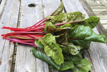 chard swiss red ruby stems color poisonous stalks adds landscapes meals