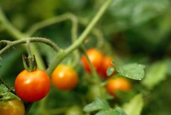 Fertilizing Cherry Tomatoes Home Guides Sf Gate