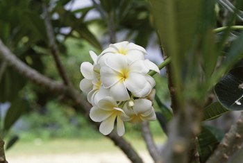 How to Branch Plumeria | Home Guides | SF Gate