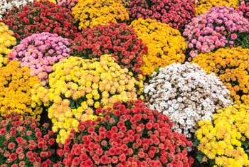 Chrysanthemums Turning Brown | Home Guides | SF Gate