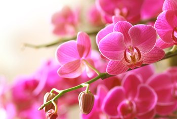 How to Grow Orchids on Trees | Home Guides | SF Gate