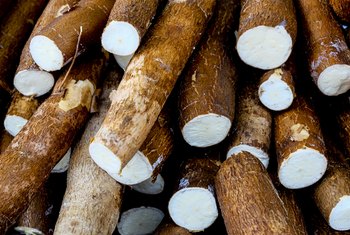 cassava benefits