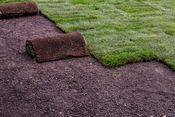 Things to Do After New Sod Is Installed | Home Guides | SF ...