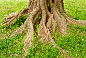 roots landscaping trees exposed