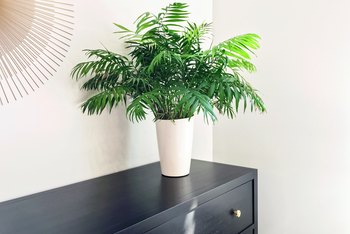 How to Care for Indoor Potted Majesty Palms | Home Guides ...