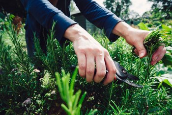 What Herbs Do Well in Shallow Soil? Home Guides SF Gate