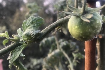 What Animal Will Eat Tomato Plants? | Home Guides | SF Gate