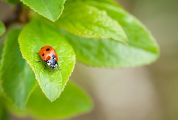 borax kill insects chase away