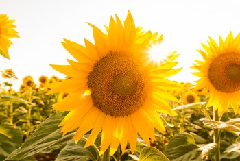 Do Sunflowers Grow More Than One Flower?