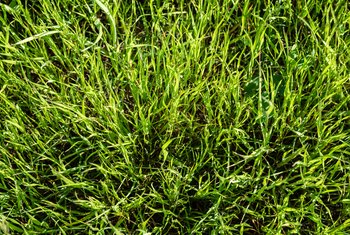 How to Cut Overgrown Lawns | Home Guides | SF Gate