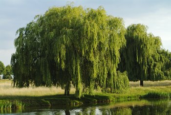 How to Tell If a Weeping Willow Tree Is Dead | Home Guides | SF Gate