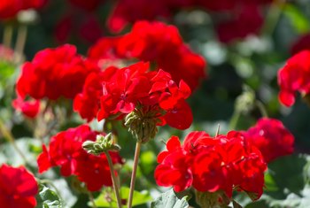 Minimum Temperatures For Geranium Plants Home Guides Sf Gate