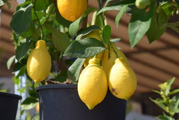 How to Prune a Potted Lemon Tree | Home Guides | SF Gate