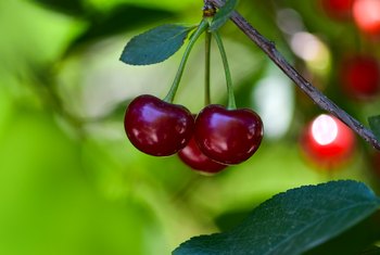 Spray For Fruit Trees In Spring / The best fruit tree spray for peach leaf curl | eHow UK / Spray every 10 days during fruit development.