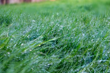 The Most Effective Ways of Getting Rid of Bermuda Grass ...