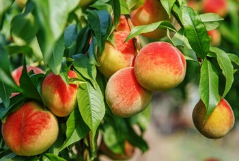 The Best Time to Prune Peach Trees | Home Guides | SF Gate