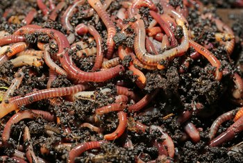 Will Vinegar Kill Garden Worms Home Guides Sf Gate