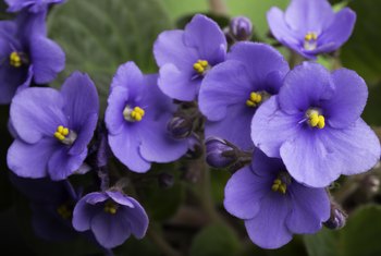 How to Fix a Droopy African Violet | Home Guides | SF Gate