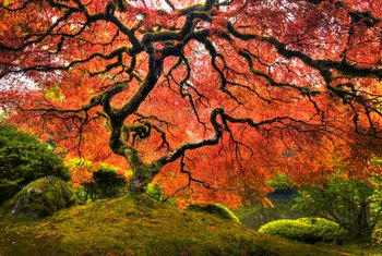 How to Start a Cutting From a Japanese Maple Tree | Home Guides | SF Gate