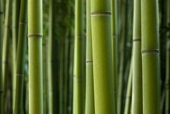 How to Cut Bamboo to Root | Home Guides | SF Gate