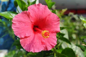 What Type of Root Does a Hibiscus Have? | Home Guides | SF Gate