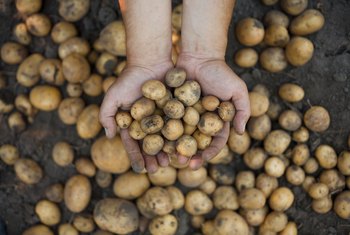 When Planted, How Long Does it Take for Potatoes to Come ...