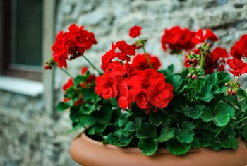 My Geraniums Won't Bloom  Home Guides  SF Gate