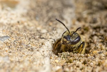 How To Get Rid Of Bees That Burrow In The Ground - How to get rid of Ground Digger Wasps (Cicada Killer Wasp ... / Use a spray bottle to apply around the bee holes to encourage the bees to leave the nest.