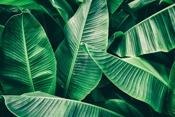 banana leaf palm tropical leaves tree prune trees care beauty plant dark abstract skin unbelievable hair benefits grow royalty backgrounds