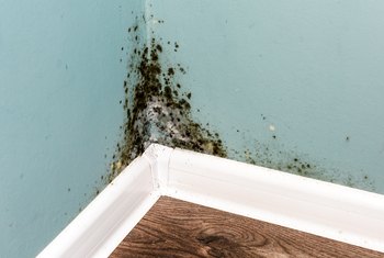 How To Kill Mold Mildew In The Fridge Home Guides Sf Gate