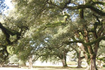 How to Tell the Difference Between a Live Oak & a Water Oak Tree | Home ...