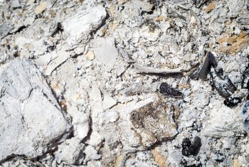 Plants That Like Wood Ash Home Guides Sf Gate