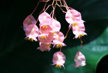 How to Propagate Angel Wing Begonia | Home Guides | SF Gate