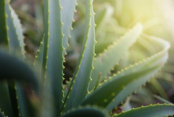 How Often Do You Water An Aloe Vera Plant Home Guides Sf Gate