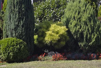 arborvitae brown turning planting