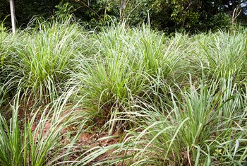 lemongrass plant citronella perennial plants villasis jeremy care getty herb garden