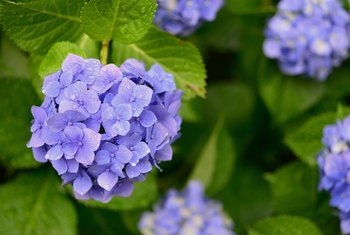 Treatment for Spots on the Leaf of a Hydrangea | Home Guides | SF Gate