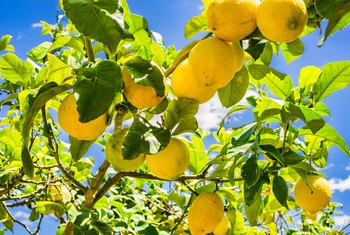 What Climate Does a Lemon Tree Have to Live In? | Home ...