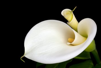 My Peace Lily Will Not Bloom | Home Guides | SF Gate