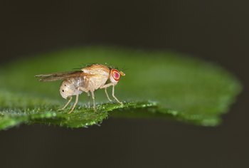 How to Get Rid of Fruit Flies Without Killing Plants ...